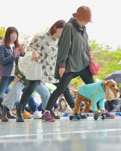 股くぐりをする犬