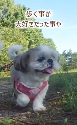 笑顔で歩くコロンちゃん