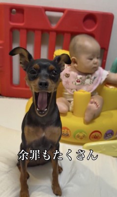 余裕の大あくび