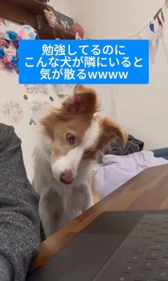 勉強中に隣にきたラスカルくん4