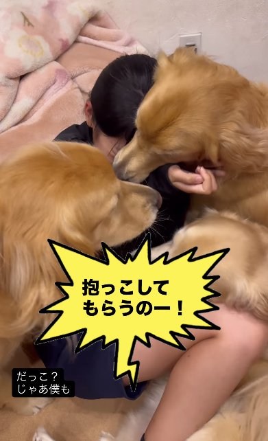 3頭のゴールデンレトリバーに埋もれる女の子