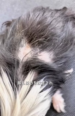 ひどく荒れた子犬の皮膚