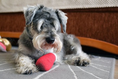 足を怪我している犬