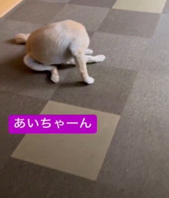 座っている犬