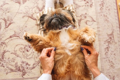 お腹を見せる犬