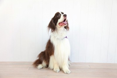 おすわりをする犬