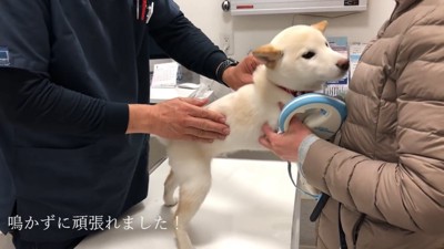 鳴かずに注射に耐えてくれました！
