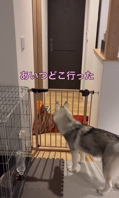 ゴロちゃんのドッキリへの反応5