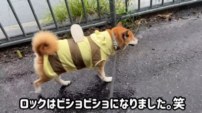 結局、ずぶ濡れに…