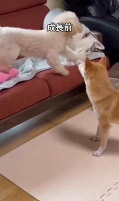 アシㇼちゃんの成長前と成長後