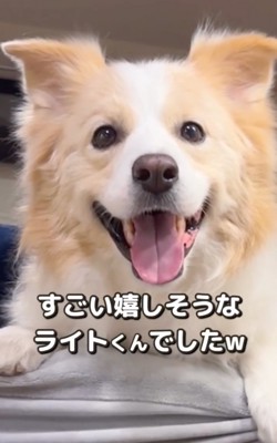 笑顔の犬アップ