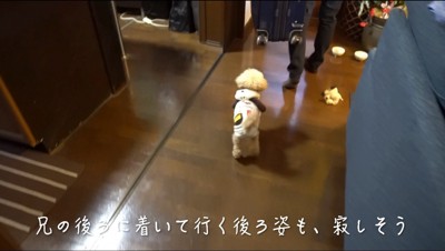 玄関に向かう男性の後を追いかける犬