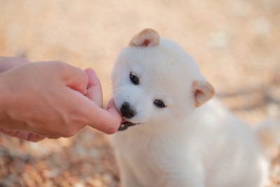 人の指を噛む白柴の子犬