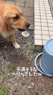 バケツに向かって吠える犬