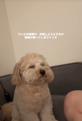 喧嘩仲裁中に眠くなるワンコ