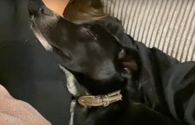 抱っこされて眠る犬