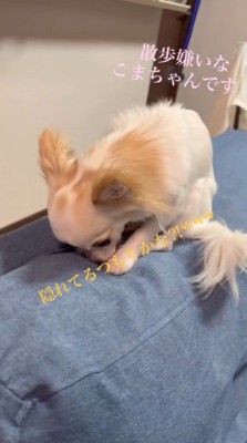 ソファの背もたれに顔を押しつける白い犬