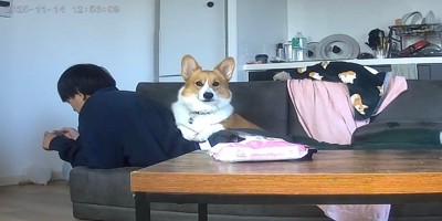 お留守番中のポムちゃん7