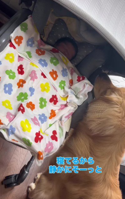 優しいお兄ちゃんになりそう!