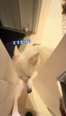 ドアを開けた女性に近づく犬