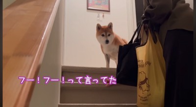 2階から飼い主たちを見下ろす犬