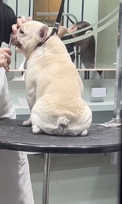 おひげカット中