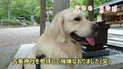 神社に立ち寄るギンちゃん