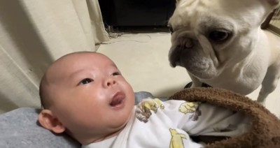 真面目な表情の犬