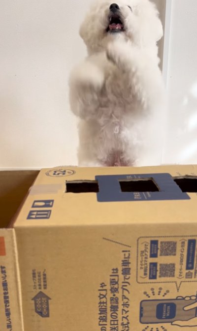 ちょうだいポーズをする犬