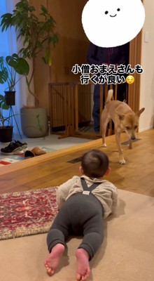 手前に歩いてくる犬と赤ちゃんの後ろ姿