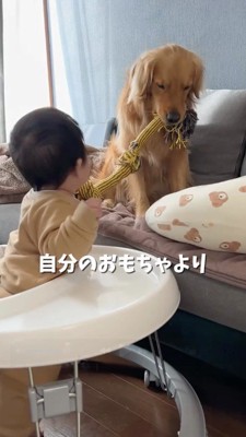 犬のおもちゃを取り合う犬と赤ちゃん