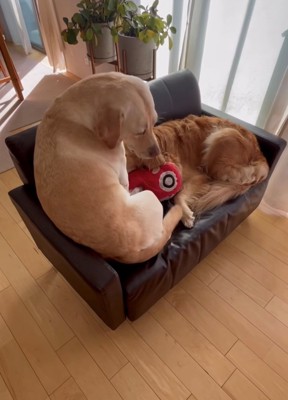 体を丸めて座ろうとする犬と寝ている犬
