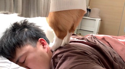 眠っている男性の上に立ち上がる犬
