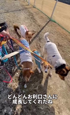 お散歩も上手に!