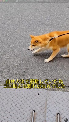 道路を右往左往する犬