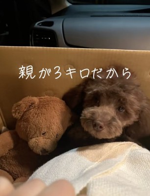 まだまだあどけないお顔