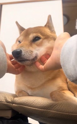 ふれあい中の福ちゃん