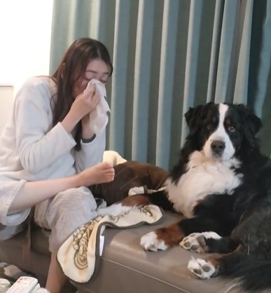 女性が犬用ウェットシートで自分の顔を拭き出したのを見て戸惑うバーニーズマウンテンドッグ