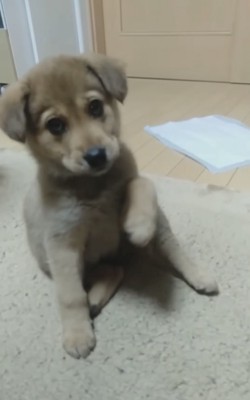 座る子犬