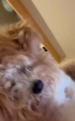 タブレットピアノを弾くちくわちゃん2