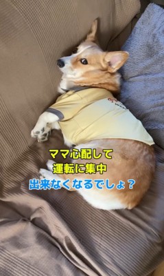 外出時のチリちゃんの対応の違い9