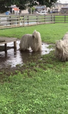 水たまりに立つ犬
