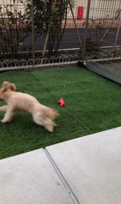 おもちゃを投げた時のベルちゃん7