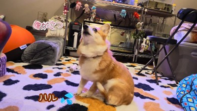 イラ立って体をカキカキ