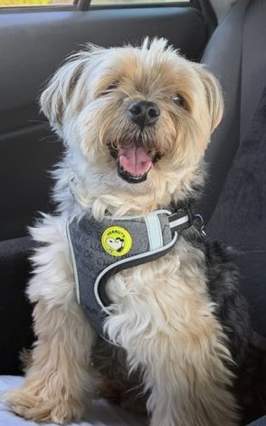 口を大きく開けて笑顔のような表情を見せる犬