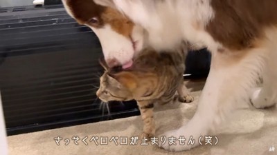 愛が溢れてペロペロ♡