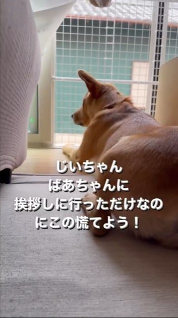 窓から外を見てソワソワする犬