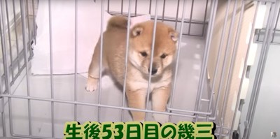 ケージの中にいる柴犬の子犬