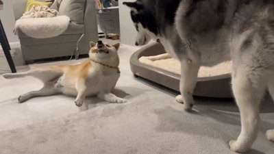 シベリアンハスキーのおこめくんは…