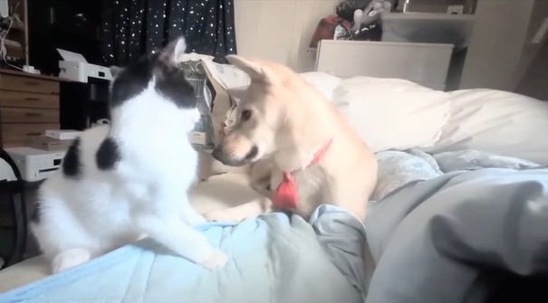 ソラちゃんから離れるパンダちゃん